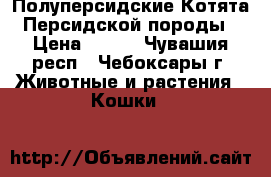 Полуперсидские Котята Персидской породы › Цена ­ 500 - Чувашия респ., Чебоксары г. Животные и растения » Кошки   